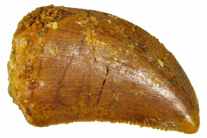 Serrated, Baby Carcharodontosaurus Tooth - Morocco #361036
